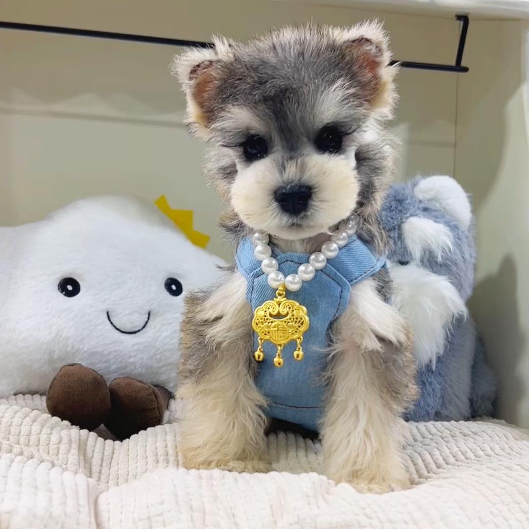 TNT雪纳瑞