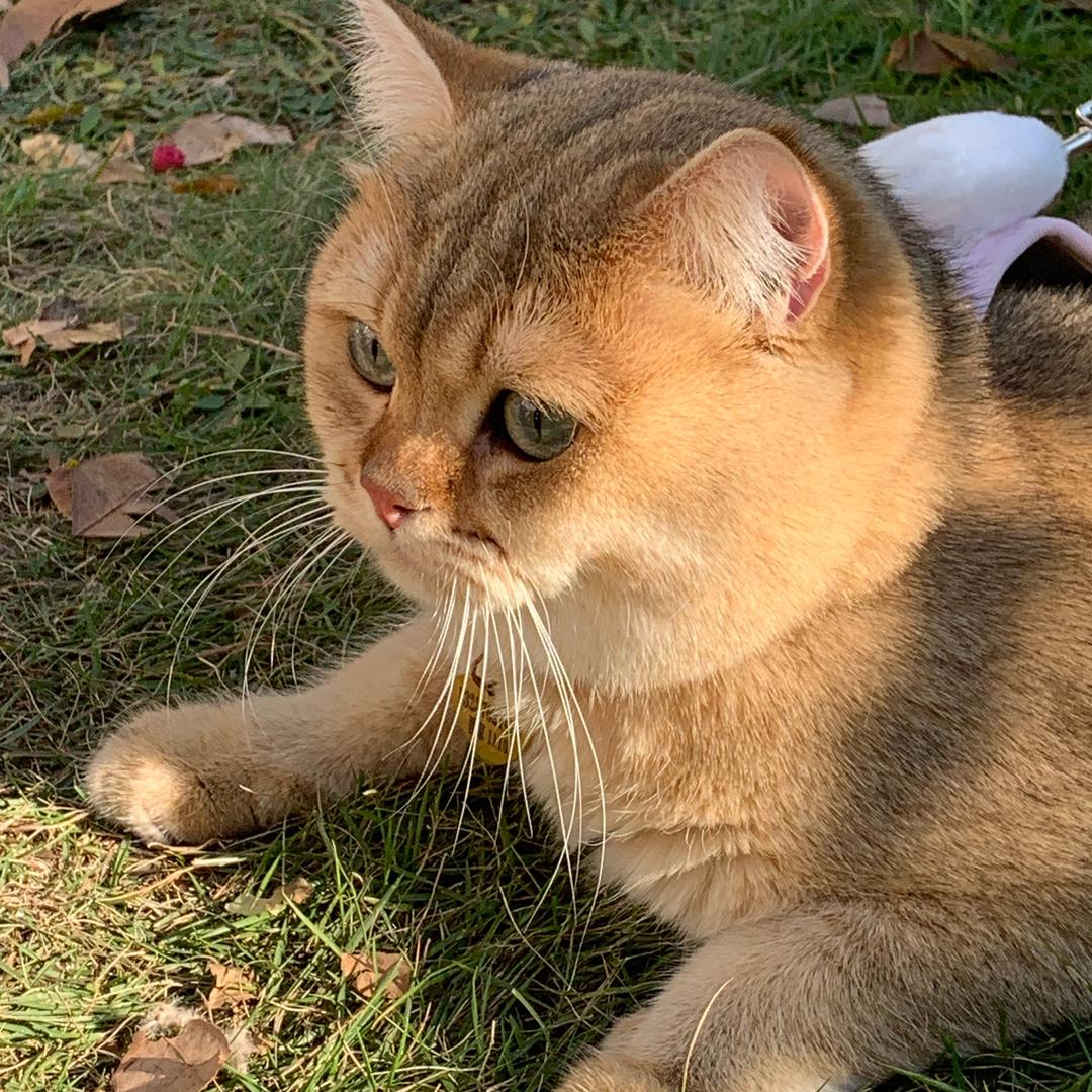 丹🐾