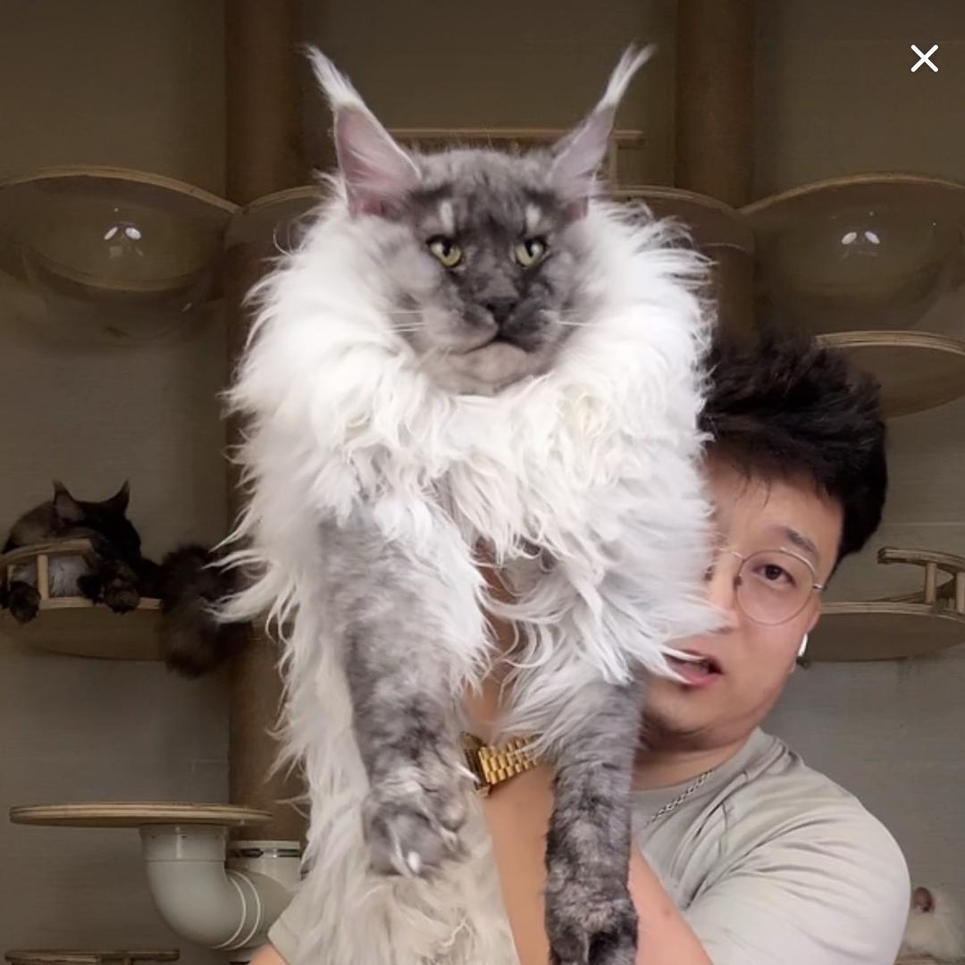 十一先生缅因猫舍