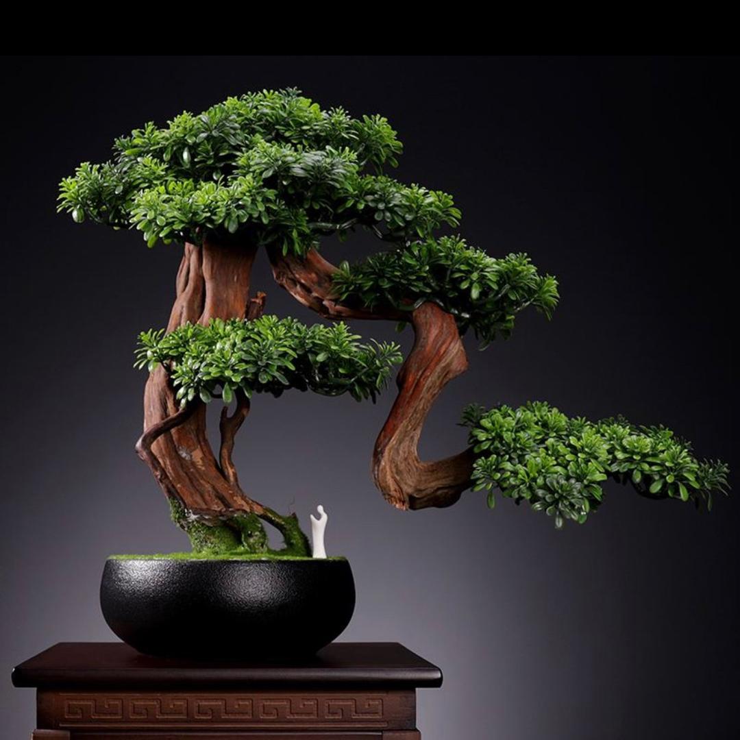 小路盆景园艺