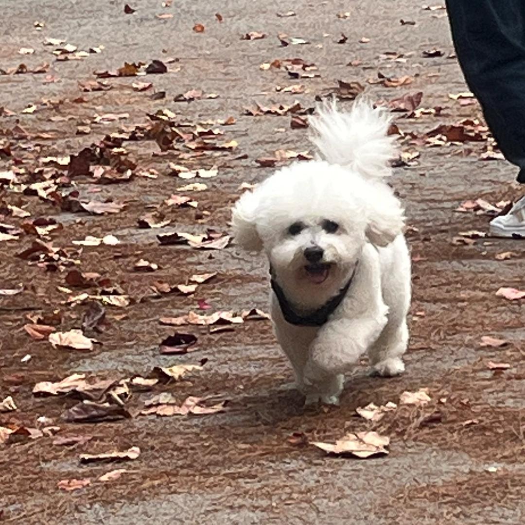 梅子