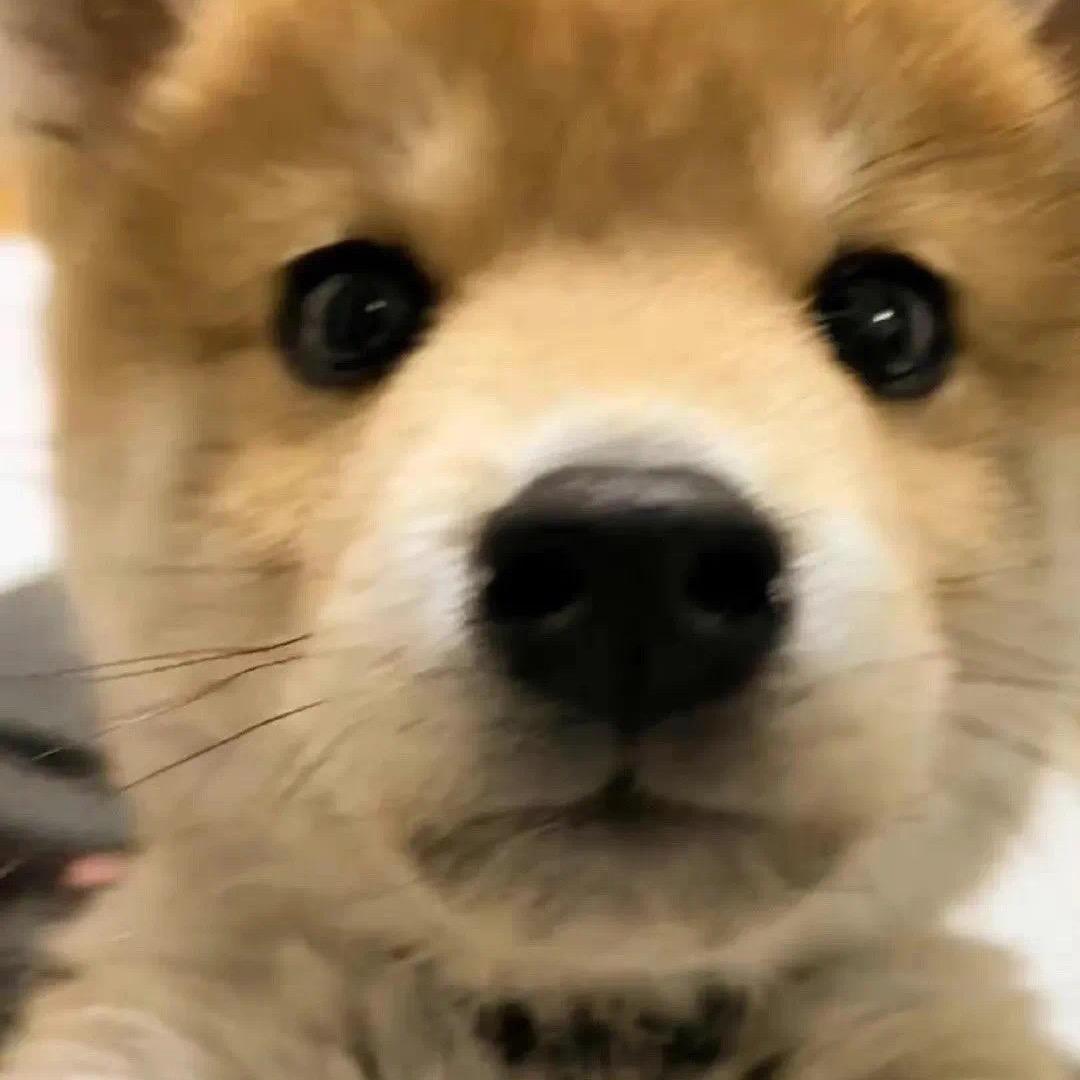 胖狗本人
