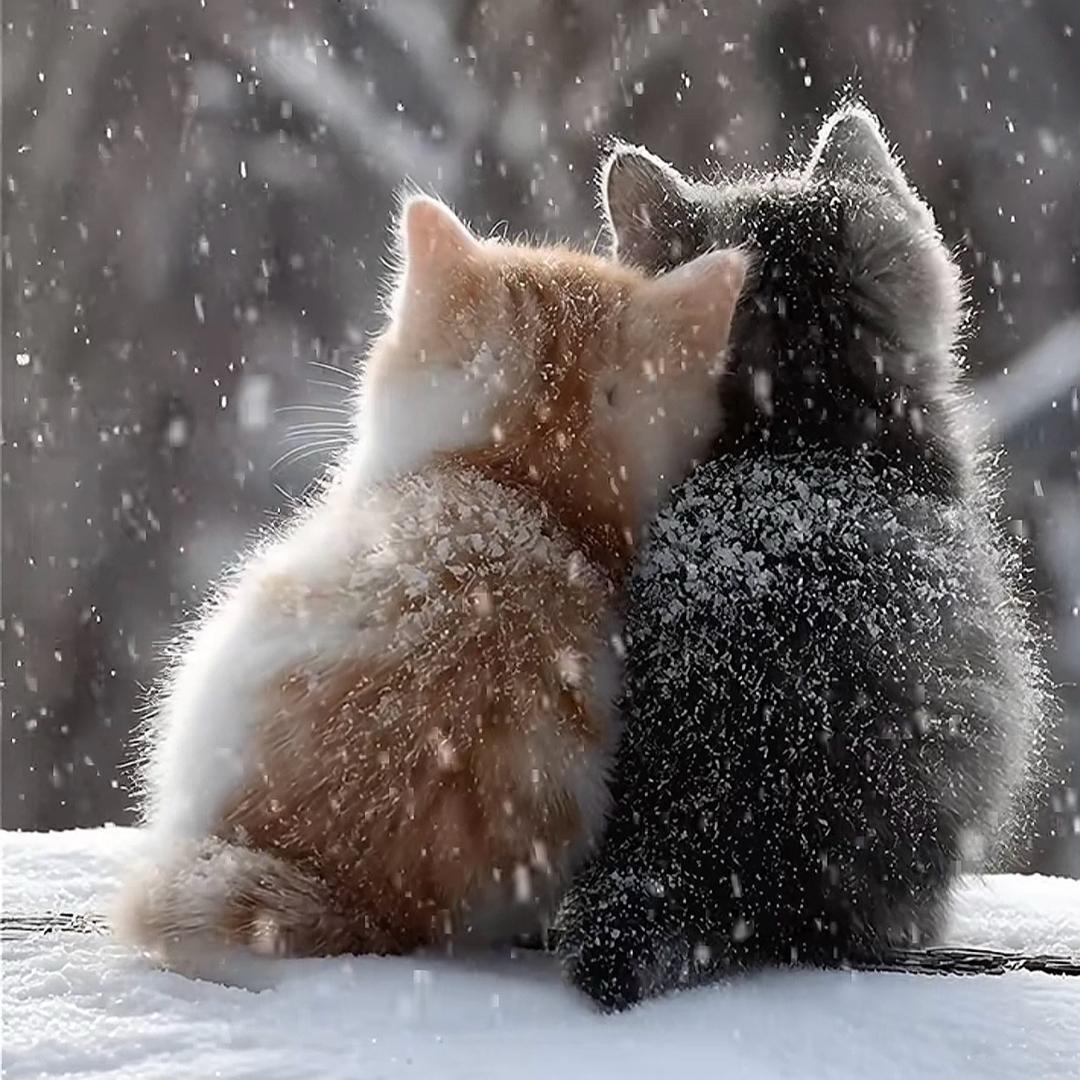 小野猫💞