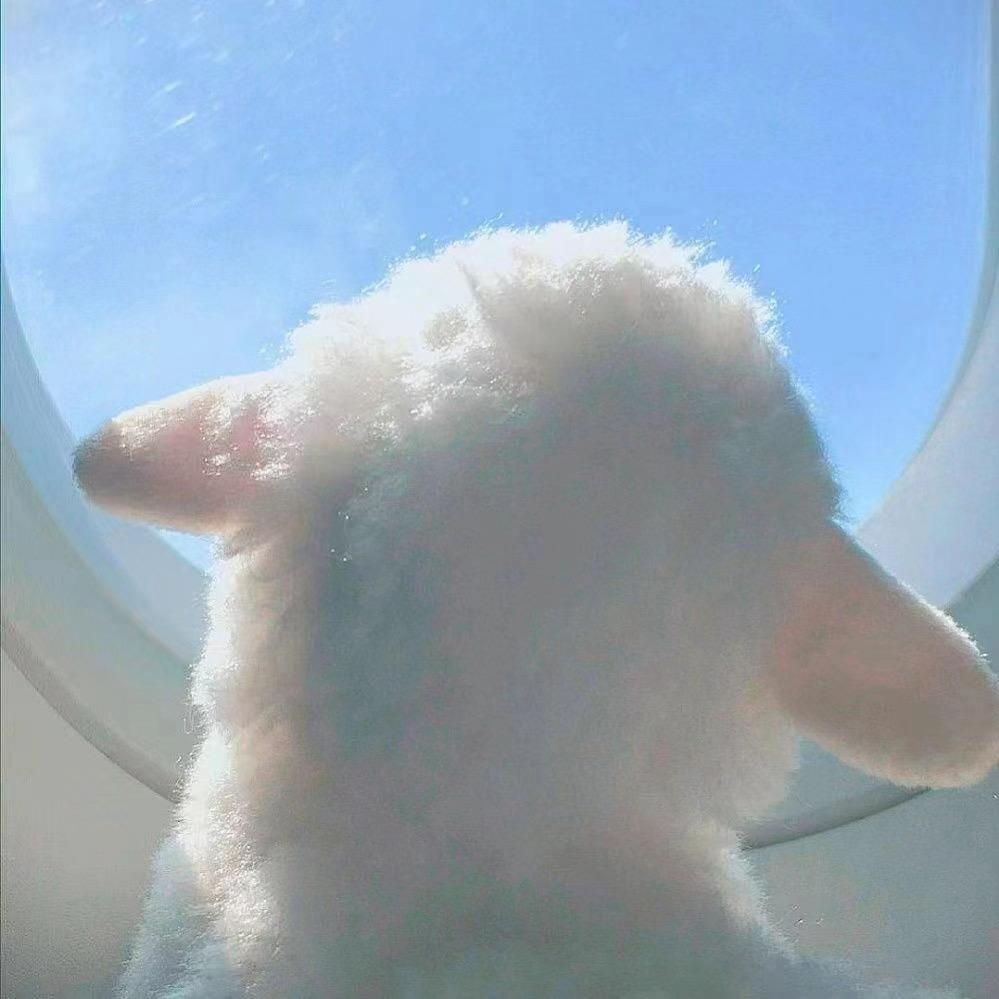 Leoo