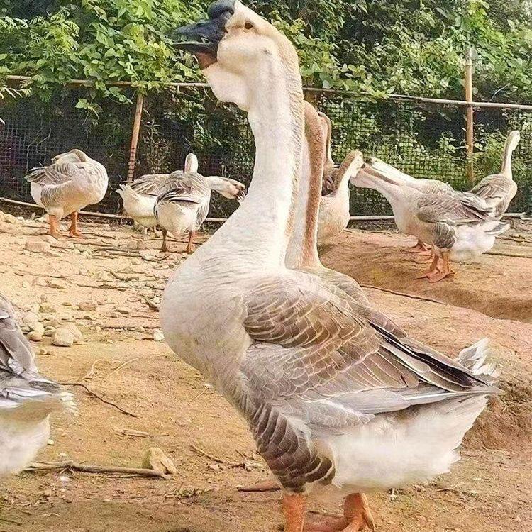 鸿强狮头鹅养殖基地