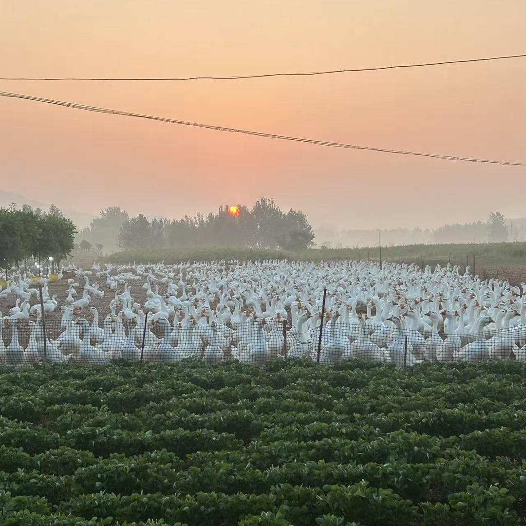 安徽-皖浦鹅