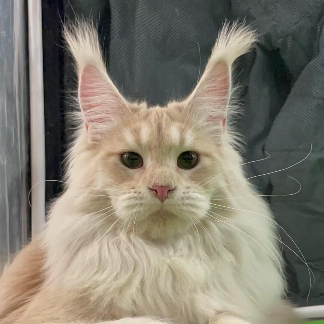 台湾奶爸缅因猫舍