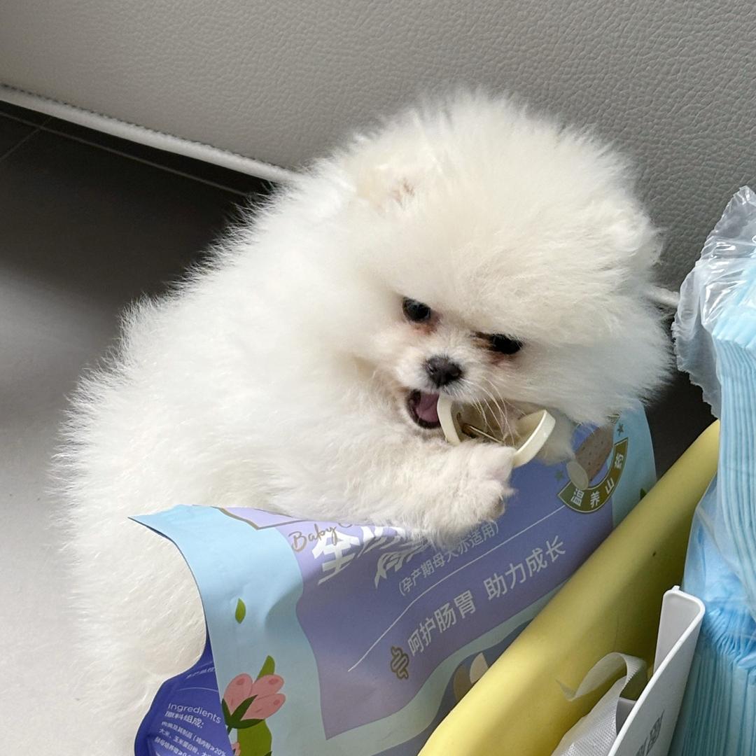 阿秋阿秋
