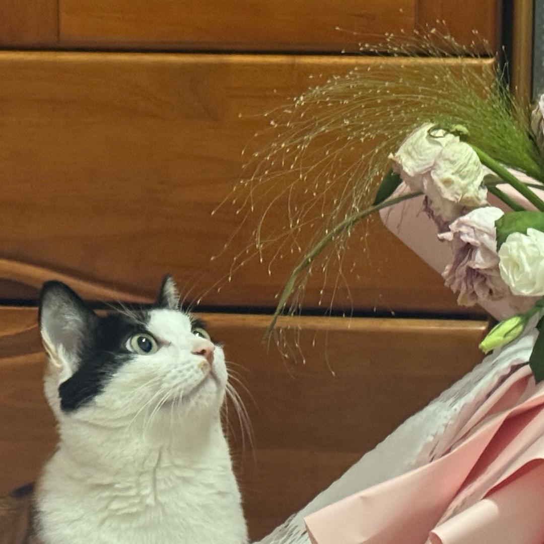 被陈星旭求婚三百次却嫁给丞磊