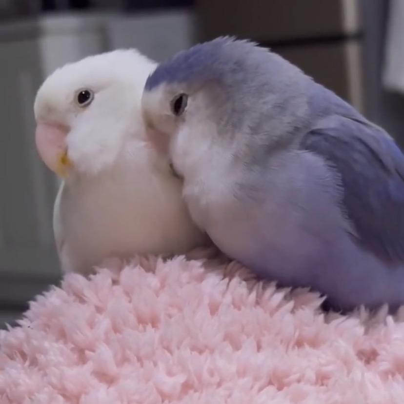 鹦美家的小鹦鹉