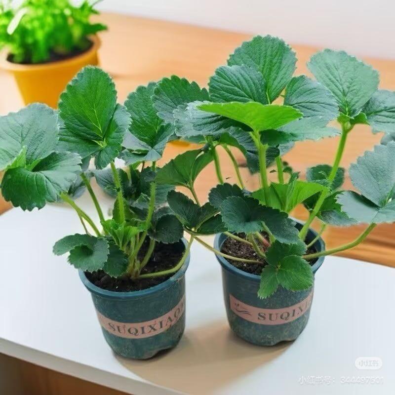 小玉绿植甄选727