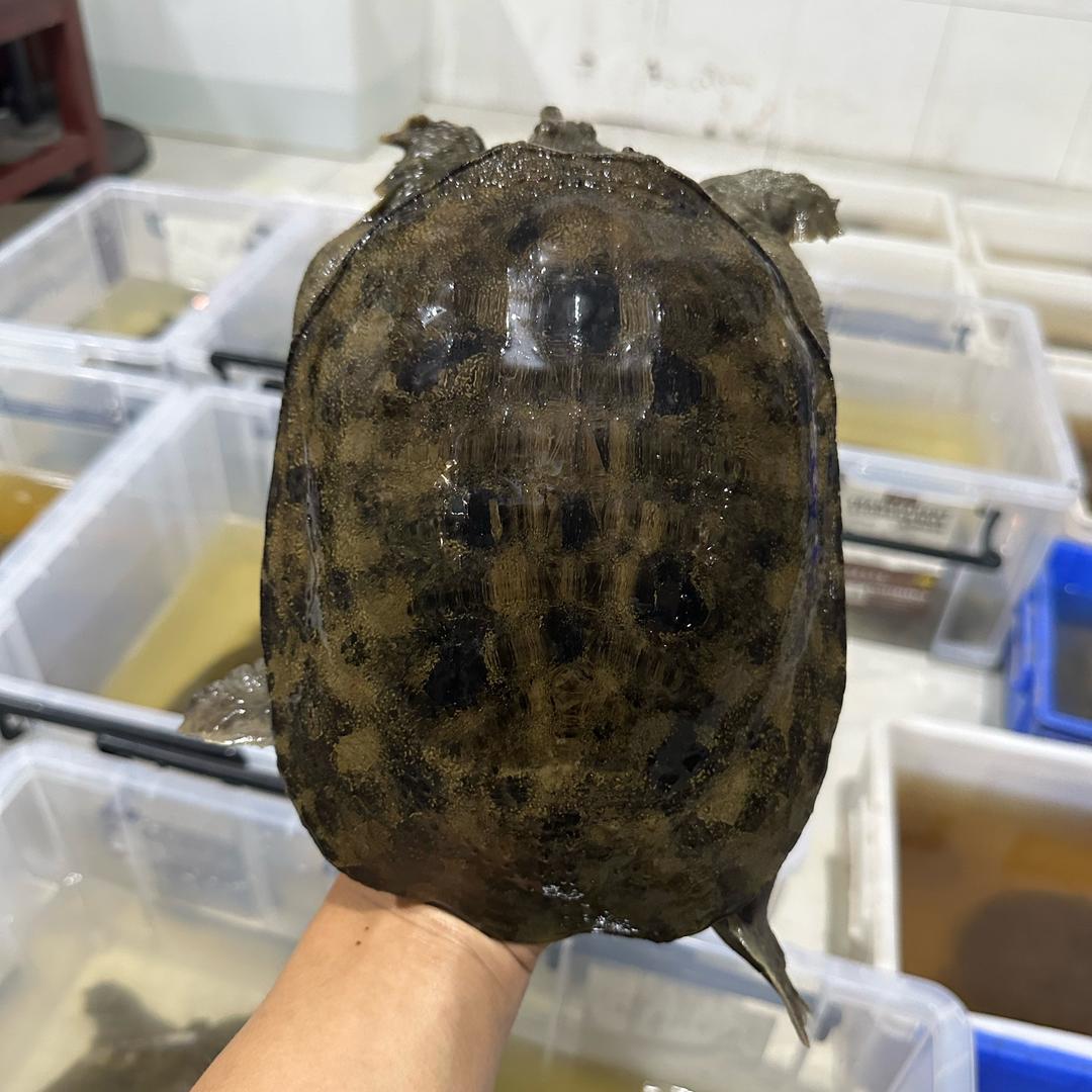 易哥