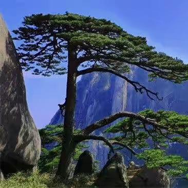 逐光行者🚶‍♂️未来有我