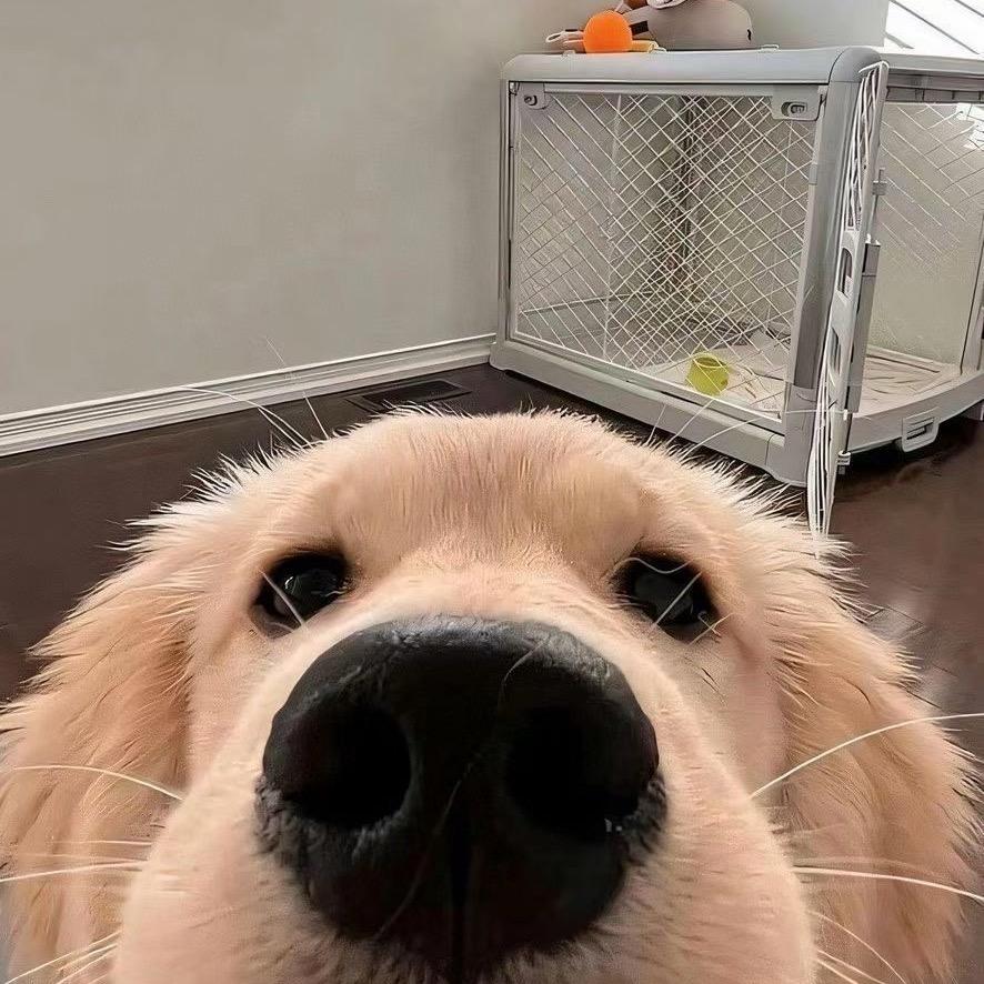 变猪仔