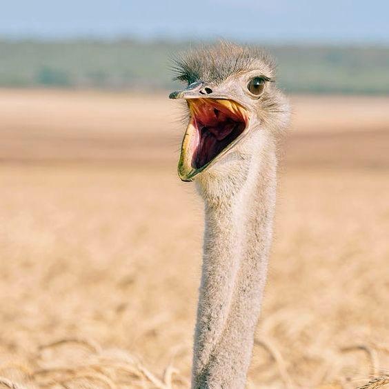 云鸵牧业宠物店