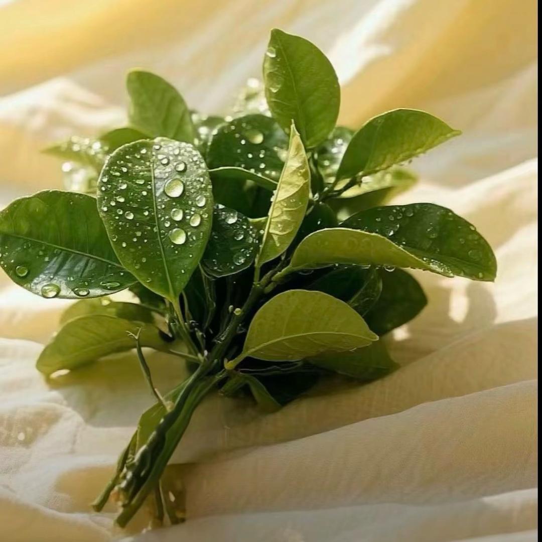 重生之我是菜鸟