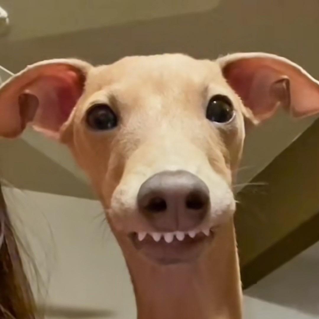 小白🐽（出熊🐻）