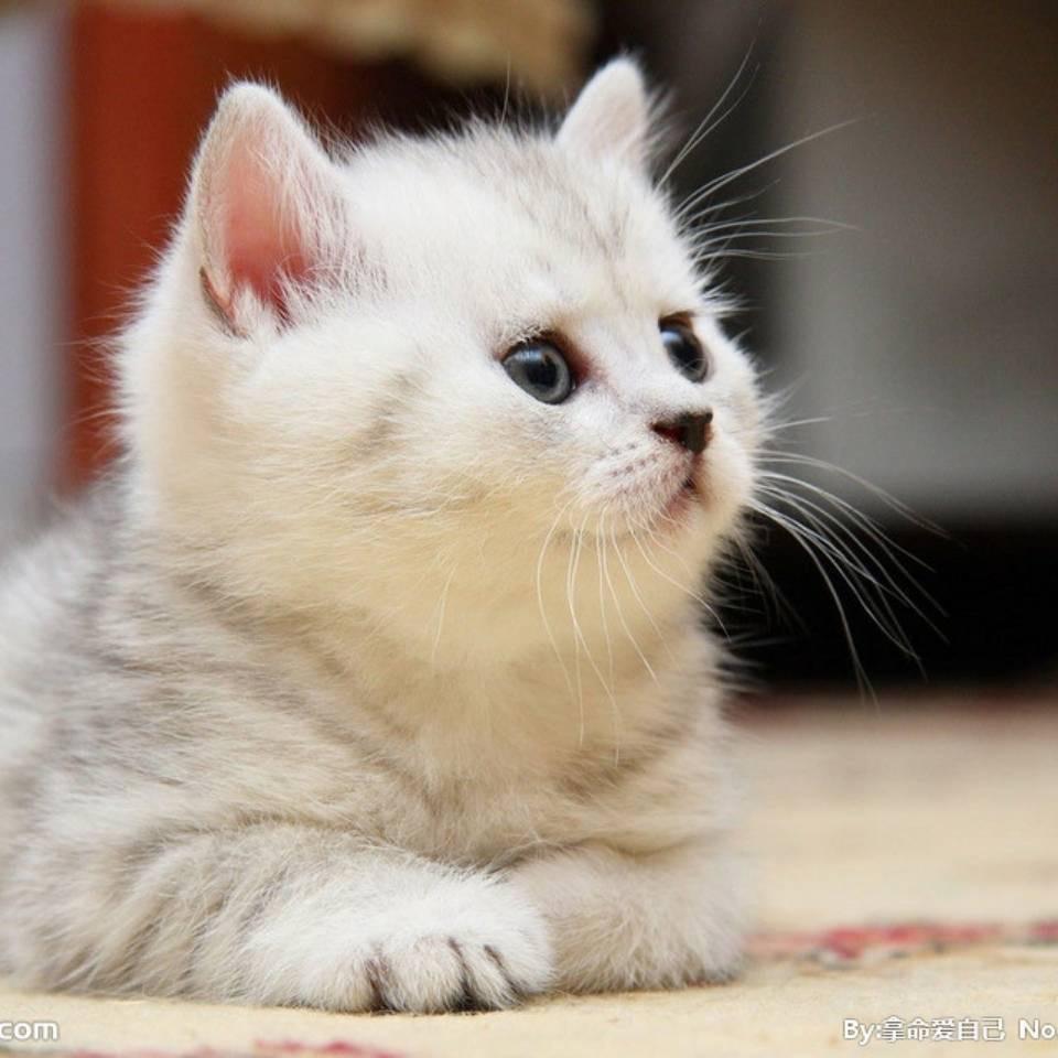 夜♥猫