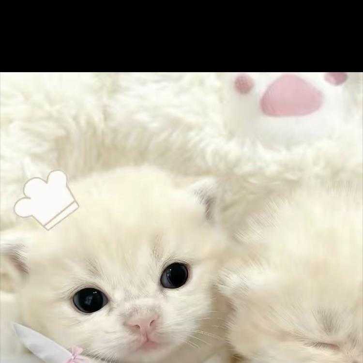 舟砚讷（孕早期）