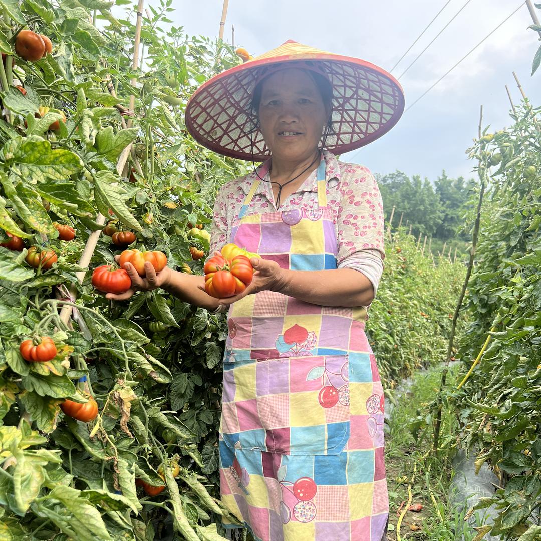 专业种植老品种西红柿