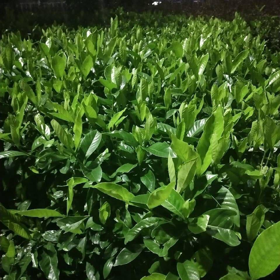 蜡没有小新12798128663