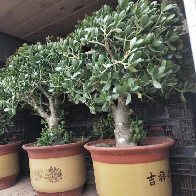 肥丫玉树园