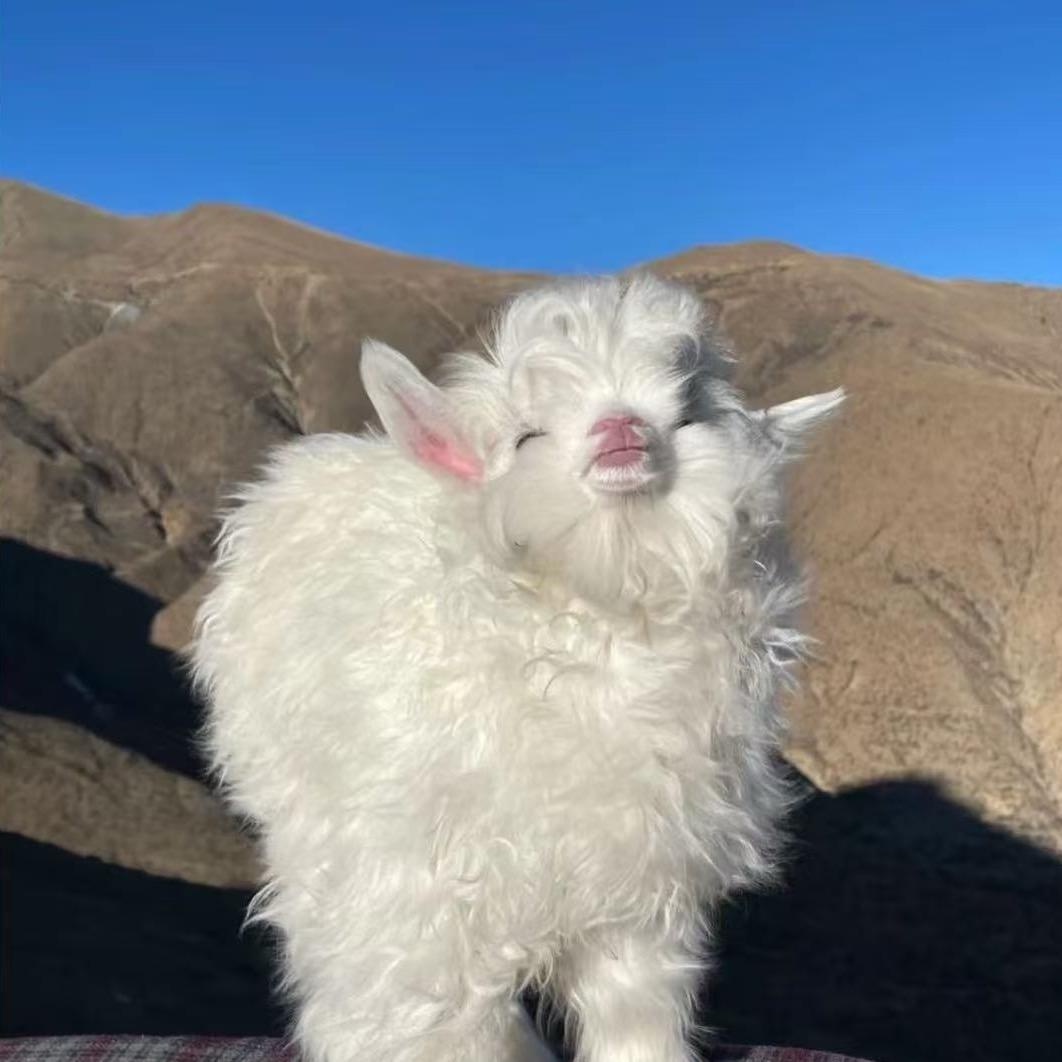 是宝藏羊呀🐑