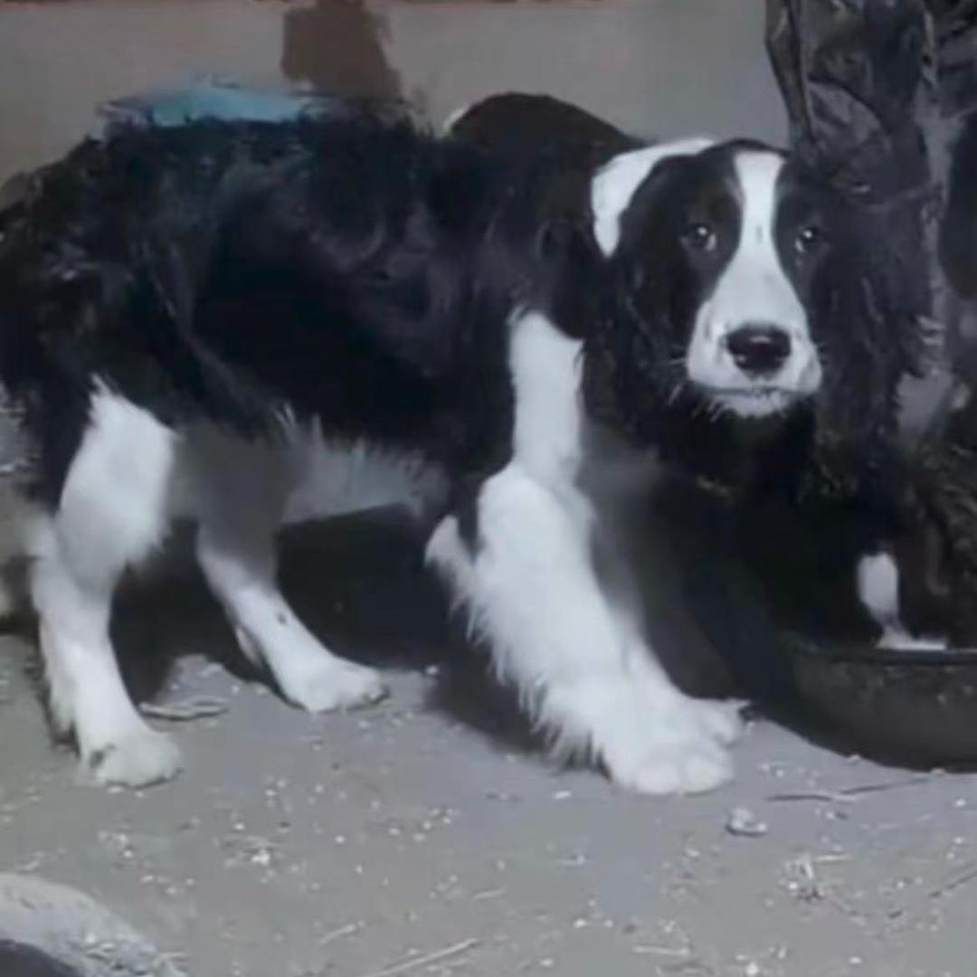 多米是一只史宾格