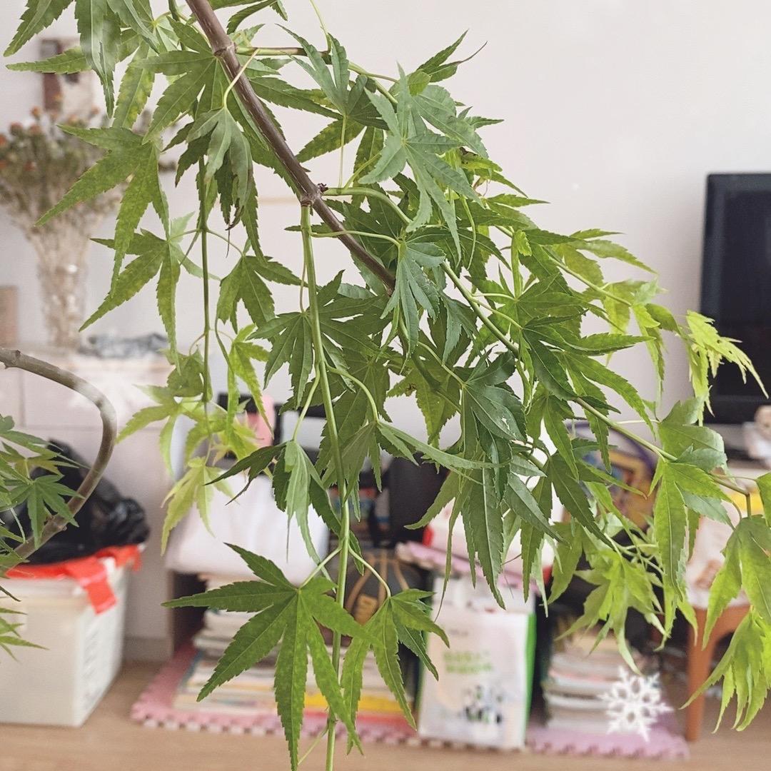 竹影风