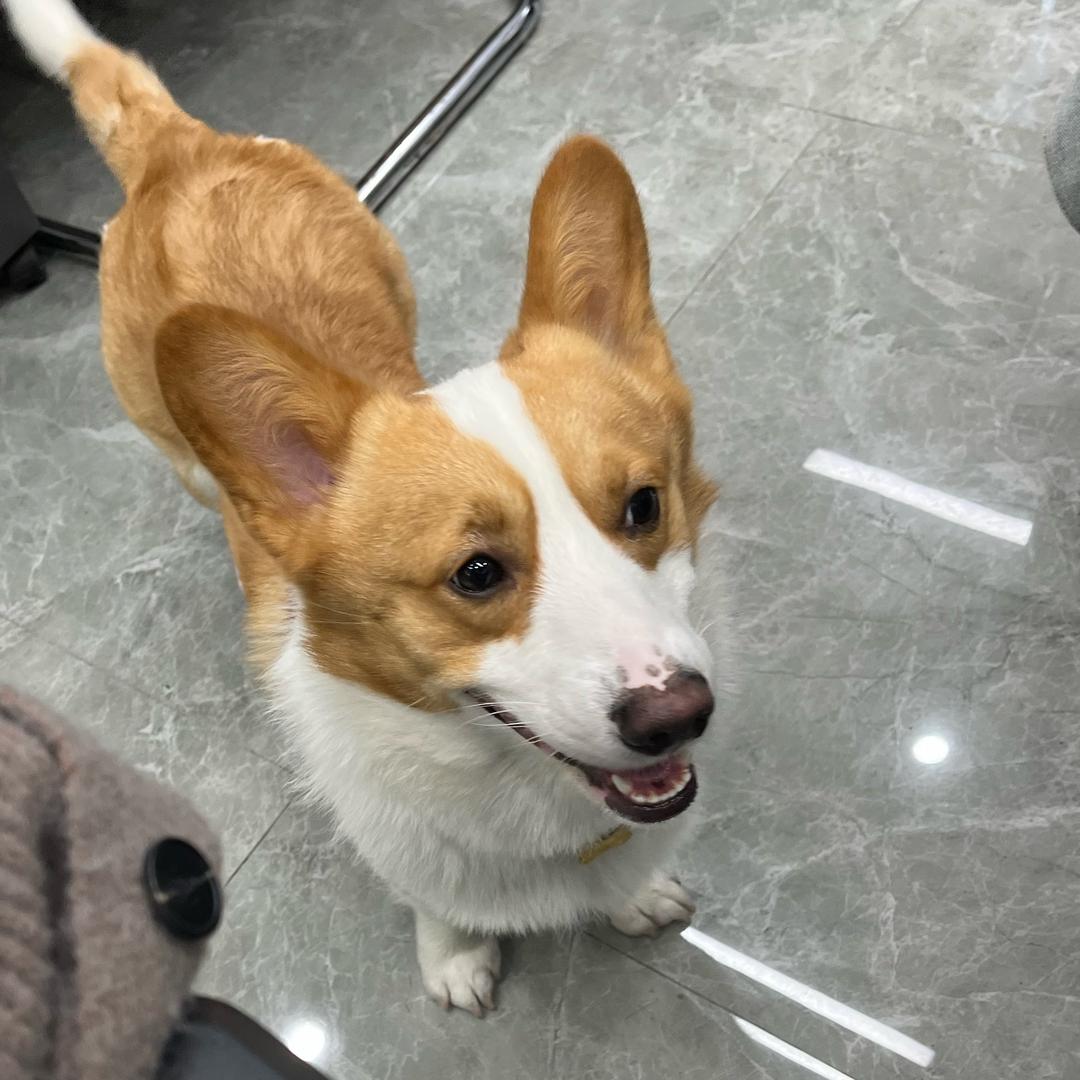 小昭昭
