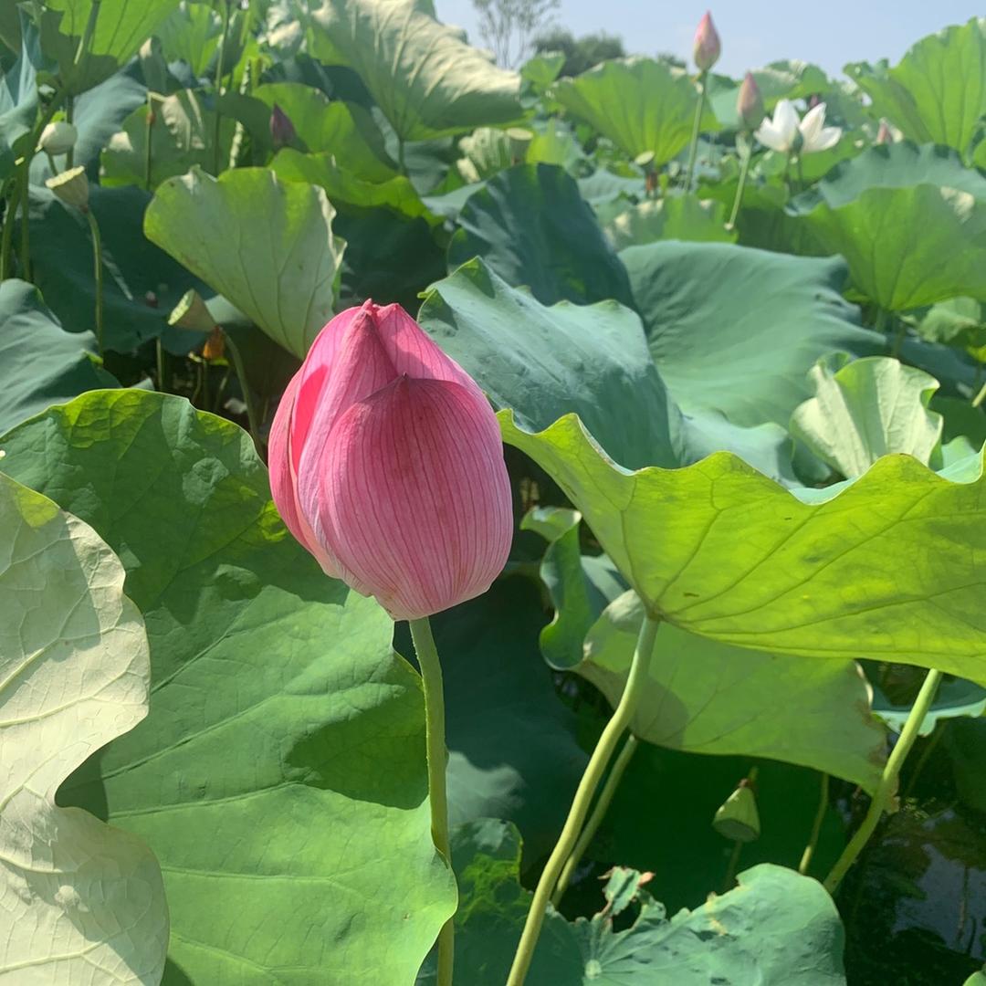 智美清颜龙女神