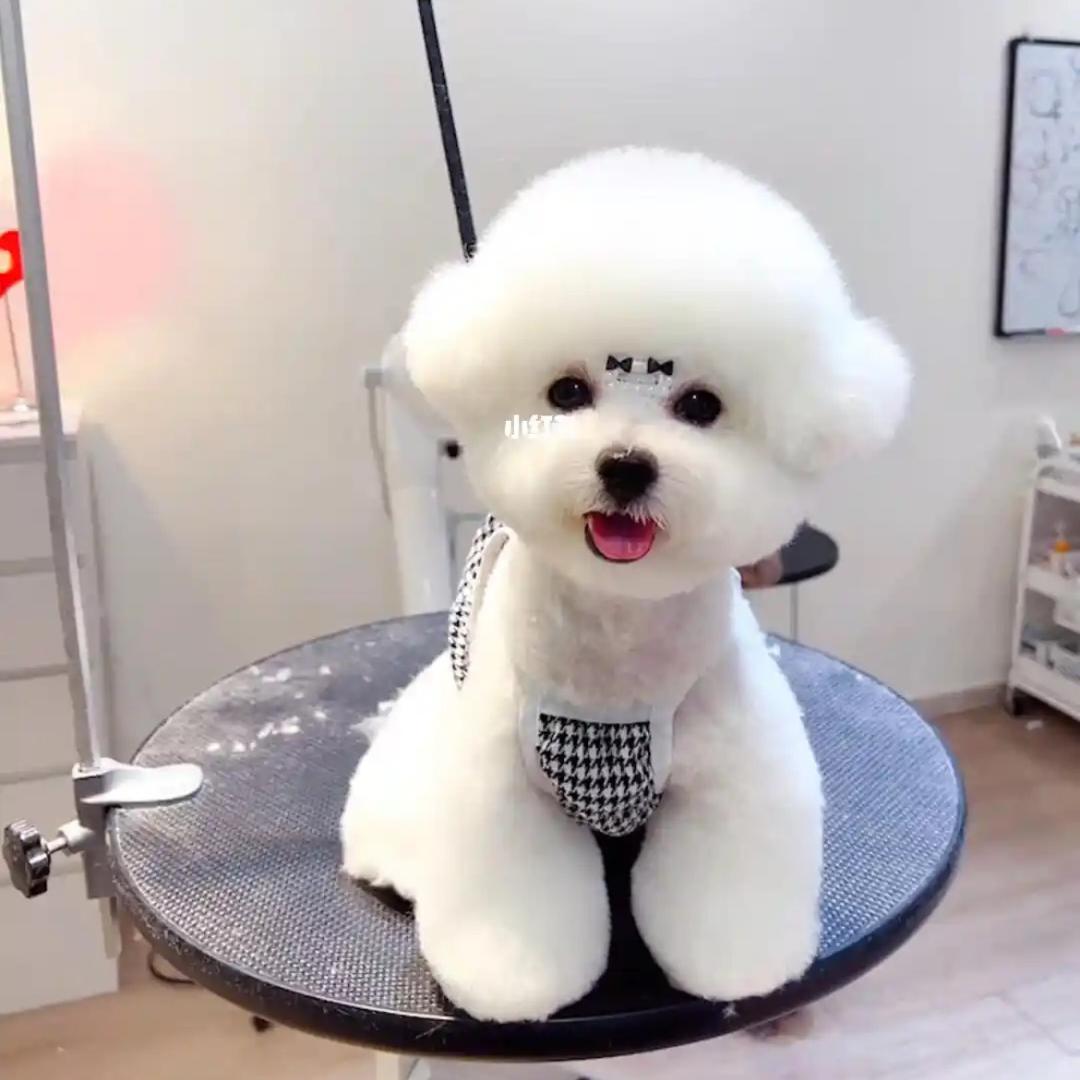 给圆圆球球做饭