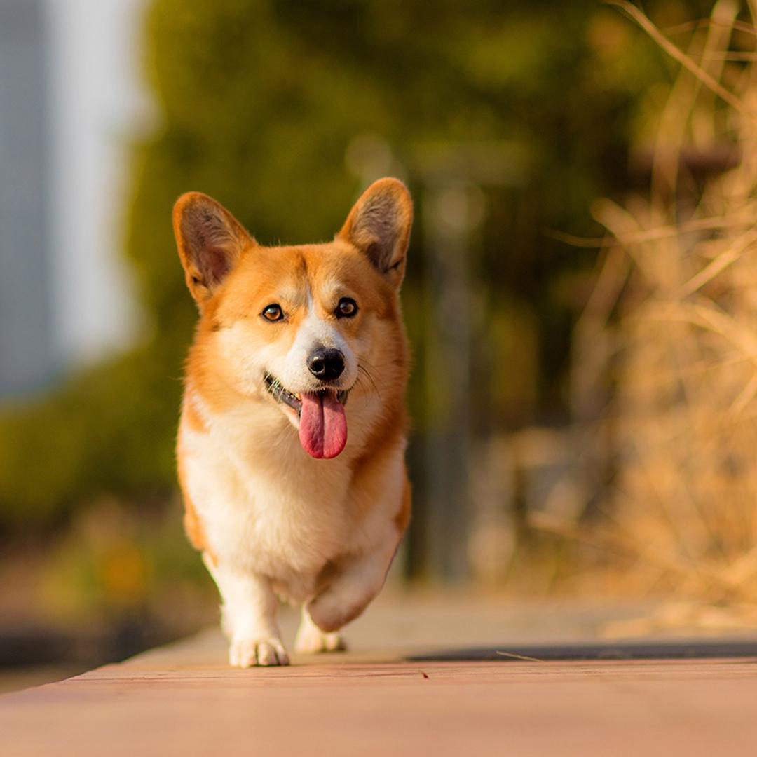 高老师-养宠科普