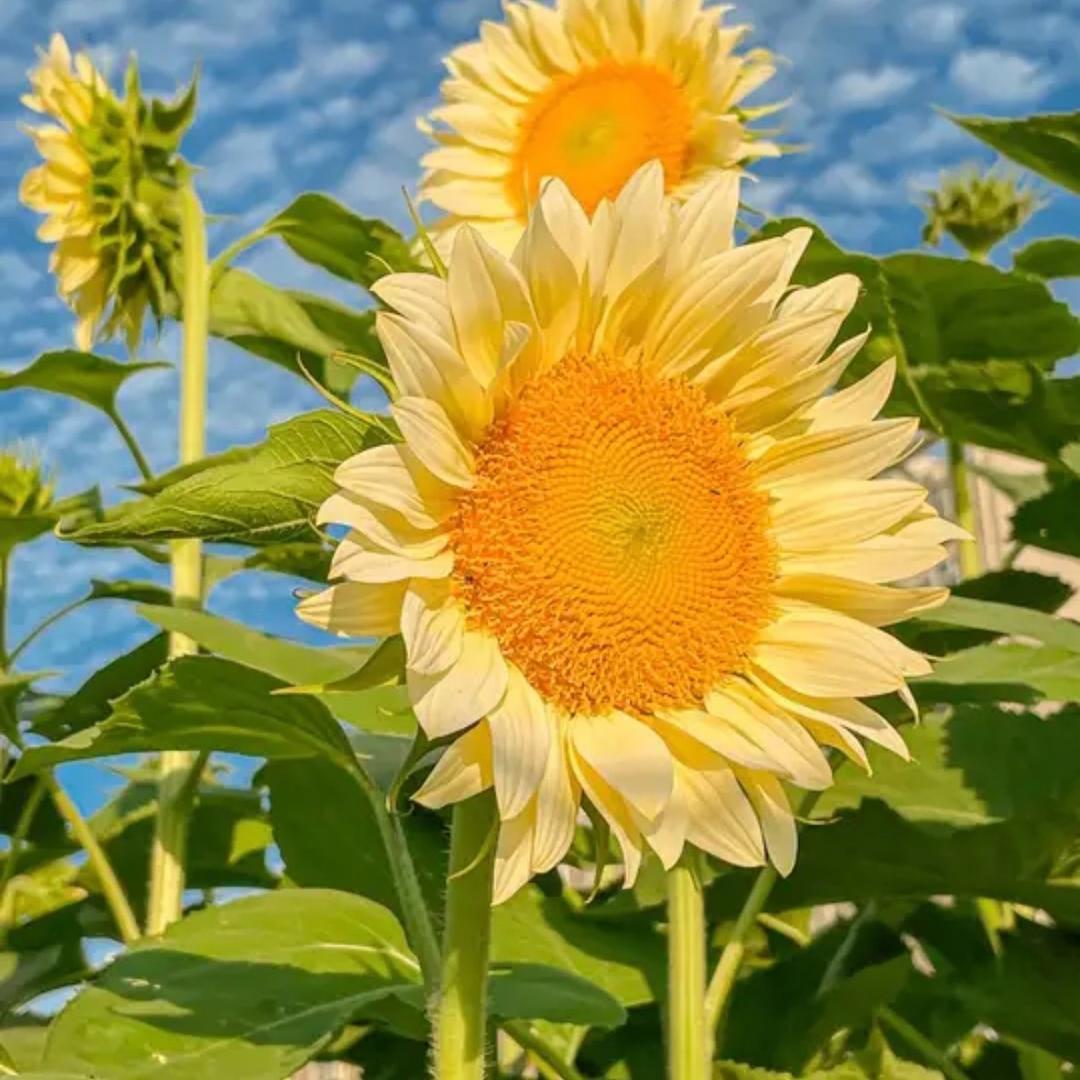 向日葵🌻