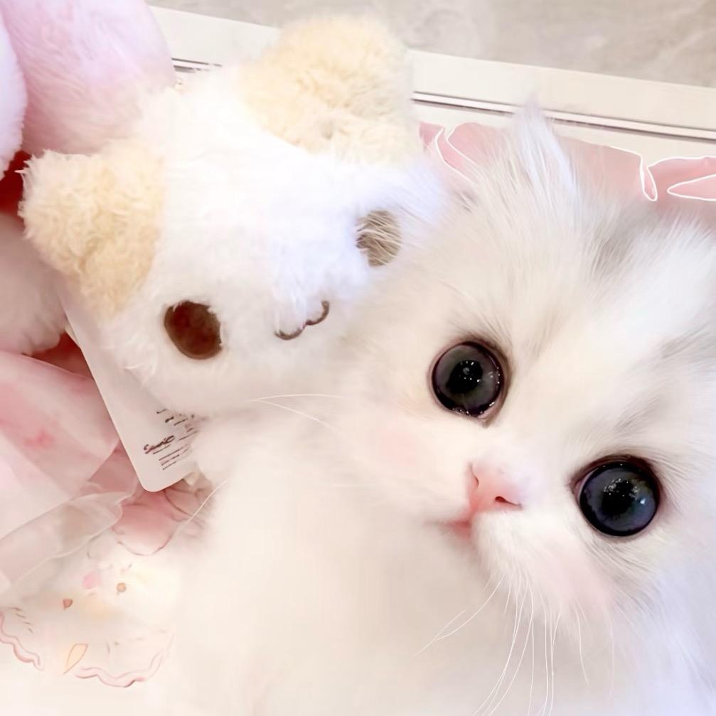 小妮宝