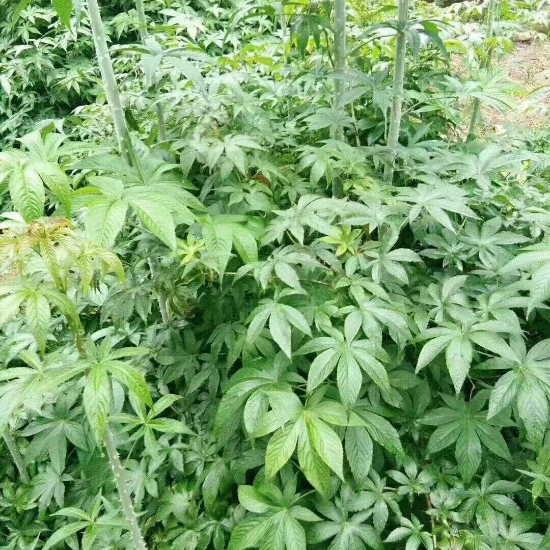 种子物分享