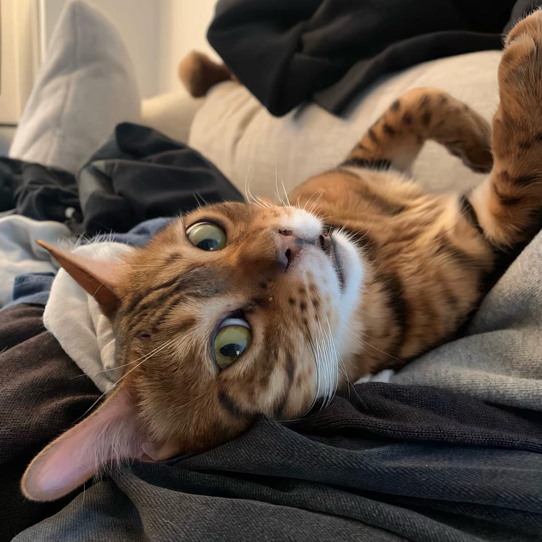 狸花猫.