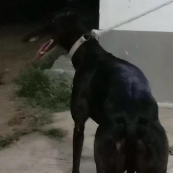 豫J～（专业寄养）