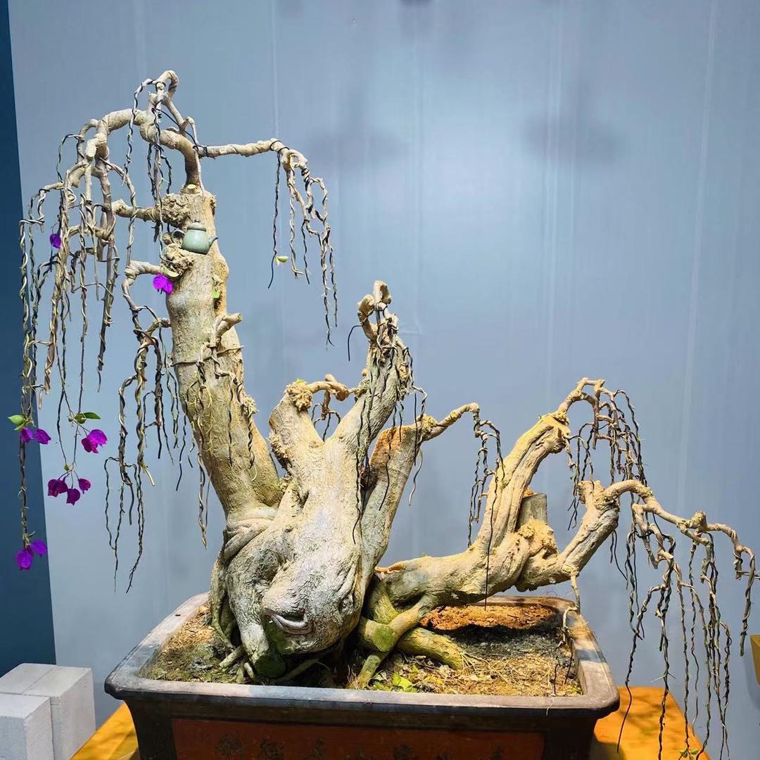 老方花卉（三角梅）