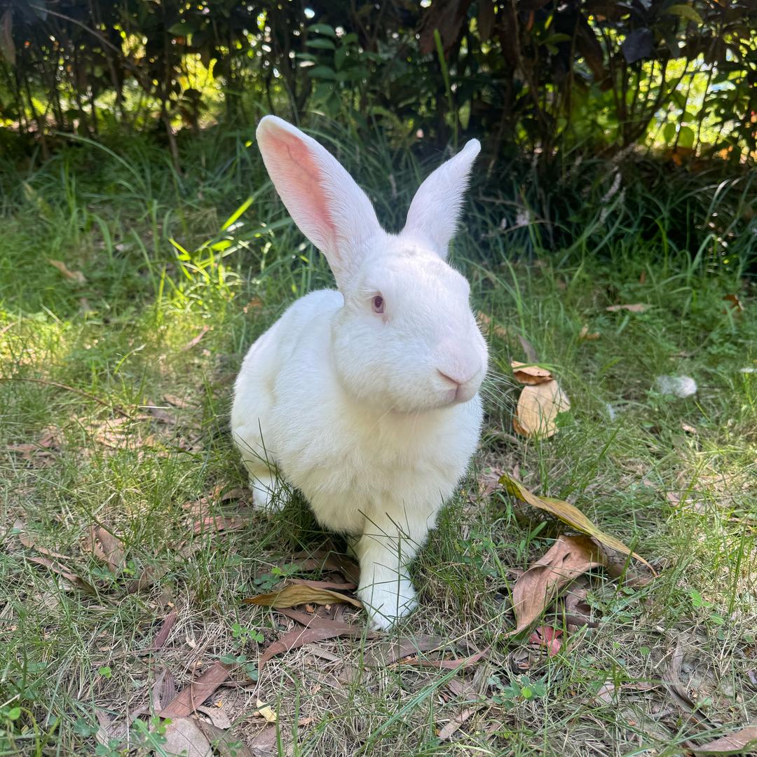 🐰涵豆兔宝🐰