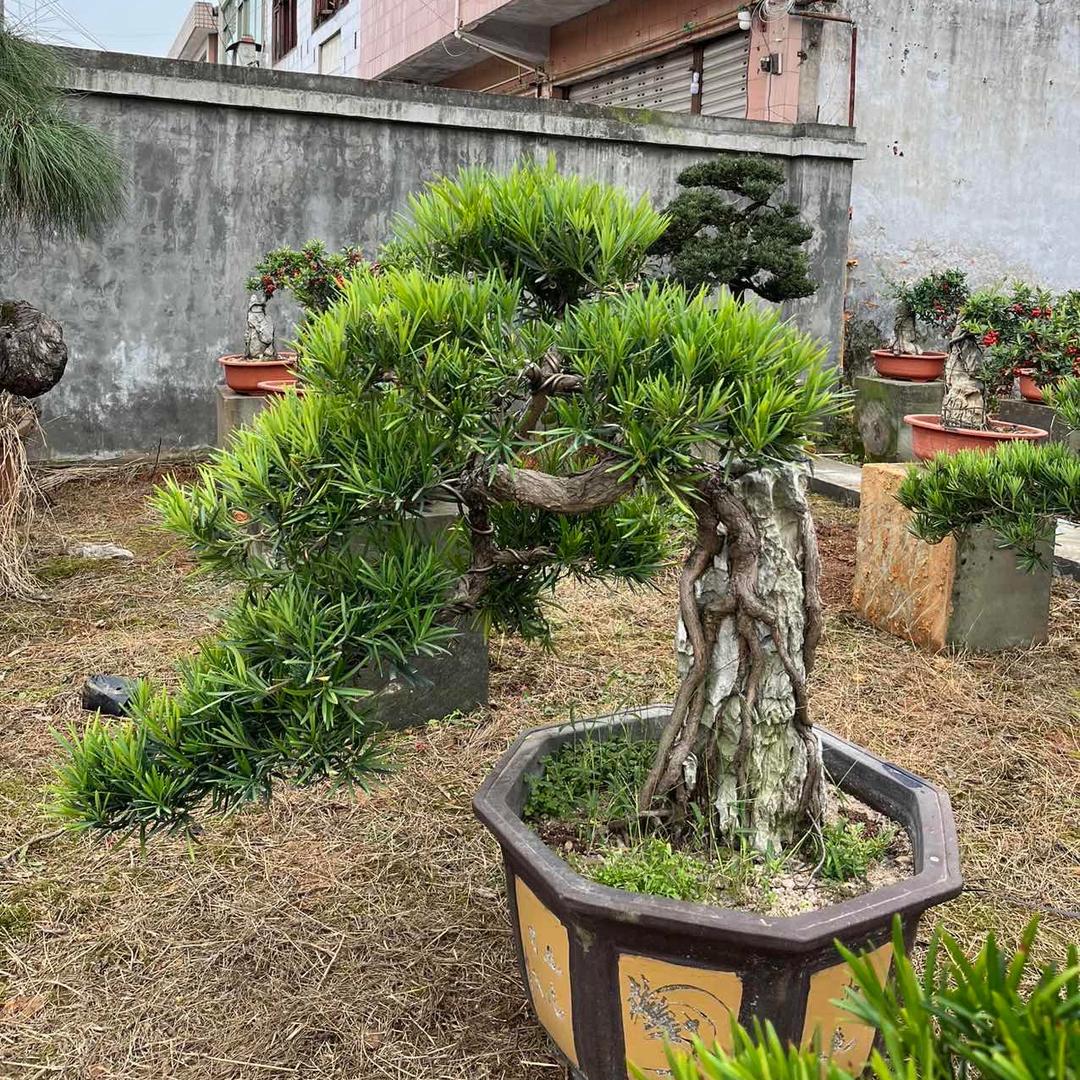 成都盛禾蜀景园林景观工程有限公司