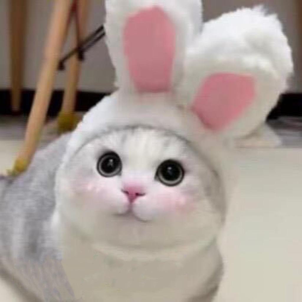 麻辣兔儿🐰