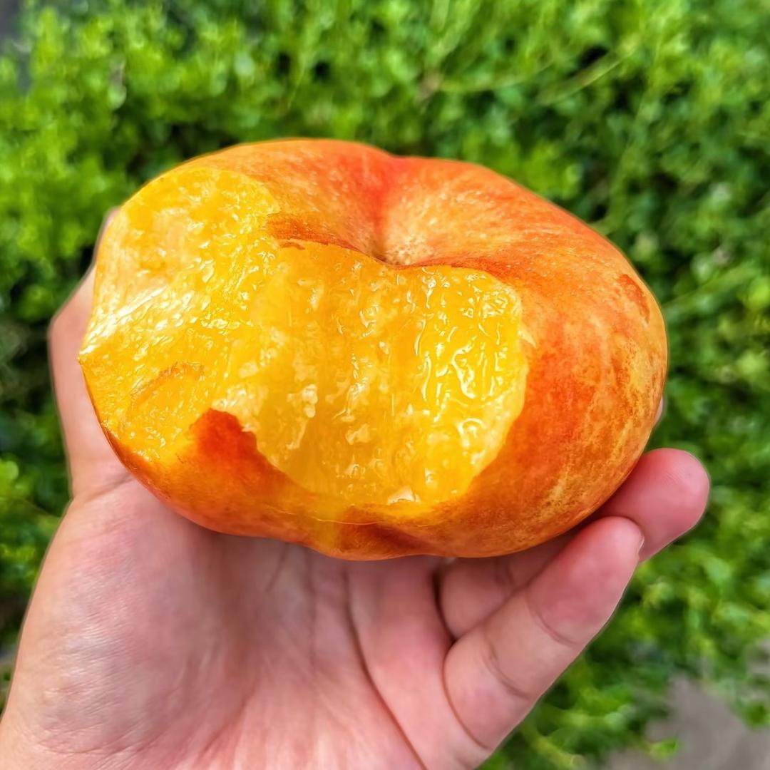 沂蒙山蜜桃🍑-原产地直发