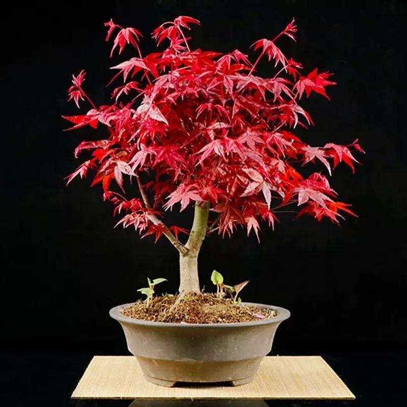美丽花天使