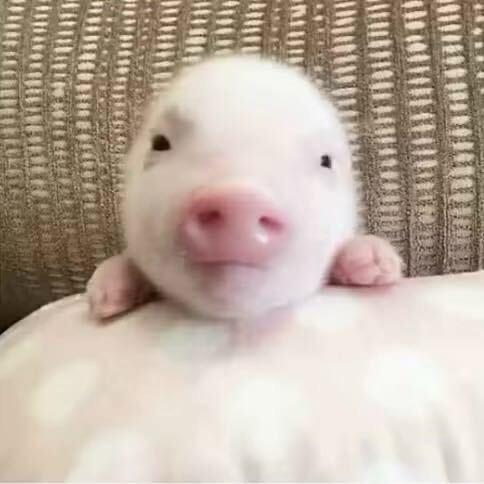 恨泥🐾