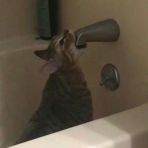 大猫头鹰ꪔ̤̥ꪔ̤̮ꪔ̤̫