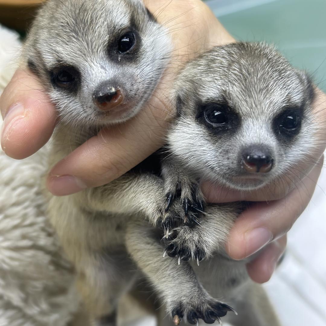 王先生家狐獴