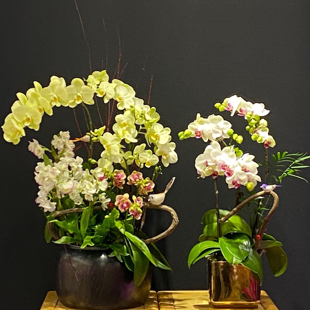 🌸元丽花卉🌸