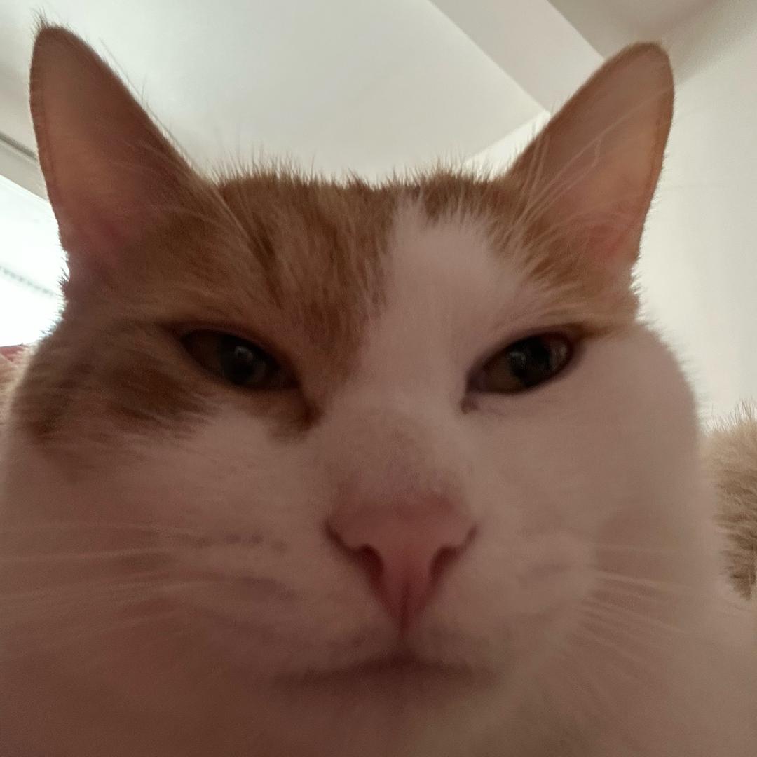 街尾的短耳猫
