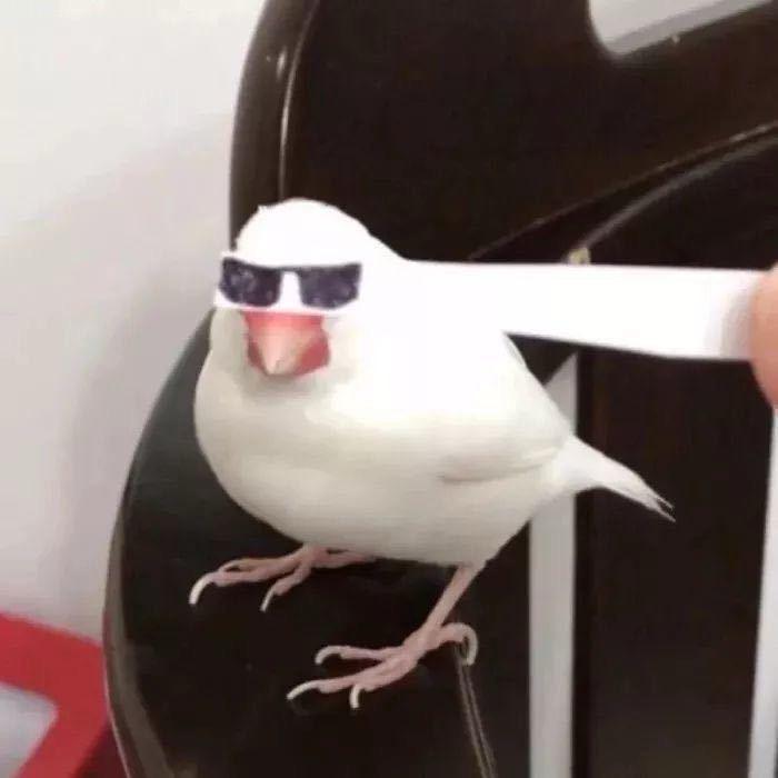 超级无敌不帅鸽